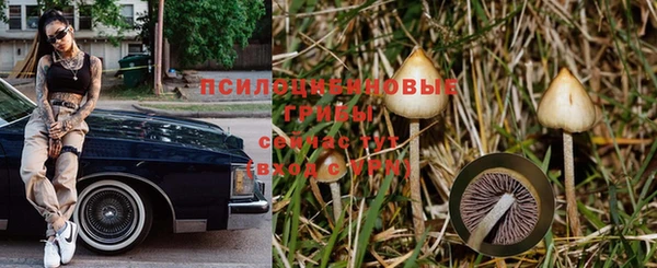 ПСИЛОЦИБИНОВЫЕ ГРИБЫ Алексин