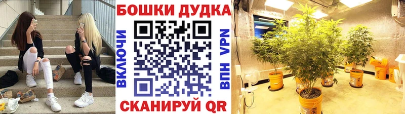 Бошки марихуана Amnesia  Покров 